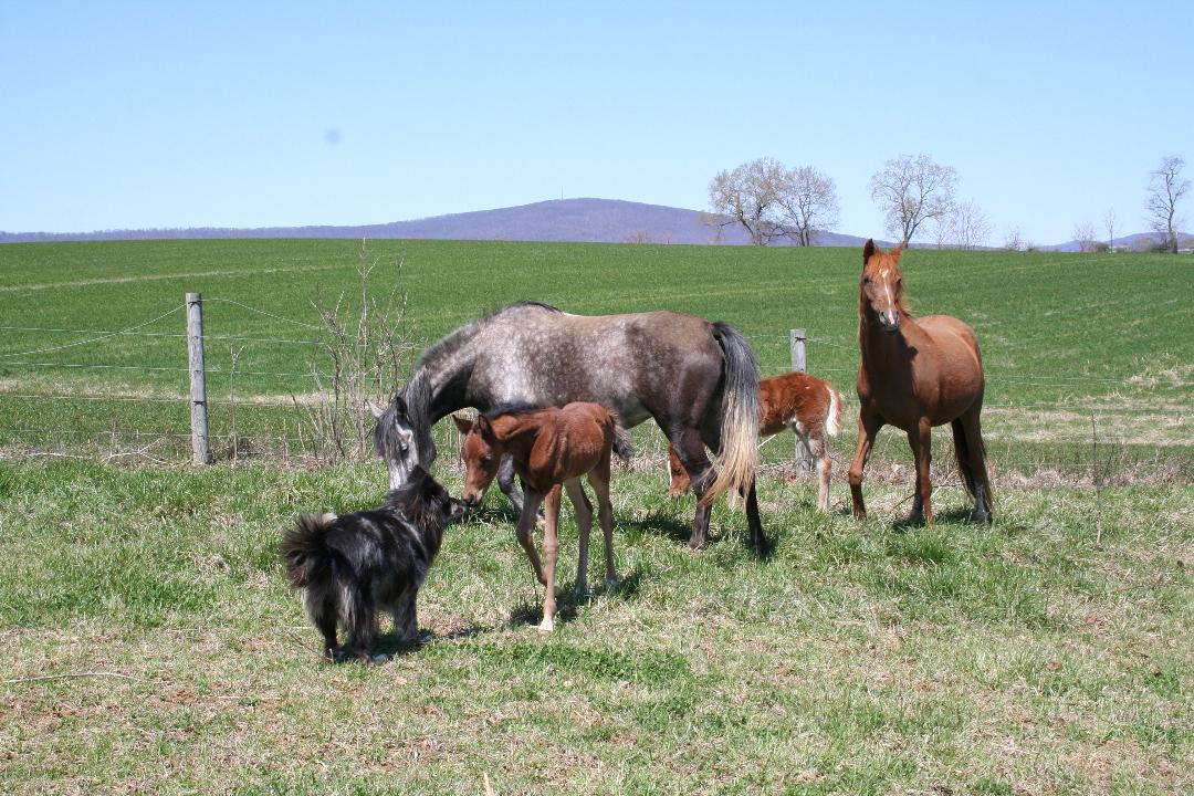 Harley Farm photo