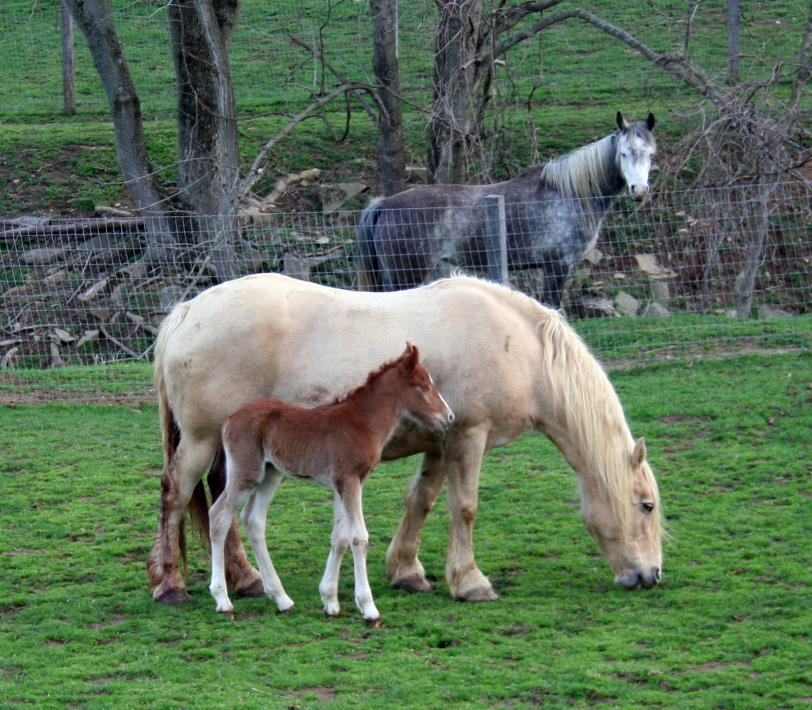 Harley Farm photo