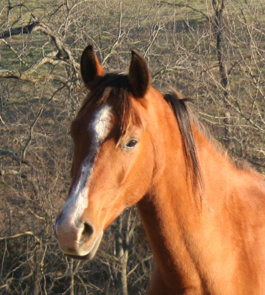 Harley Farm photo