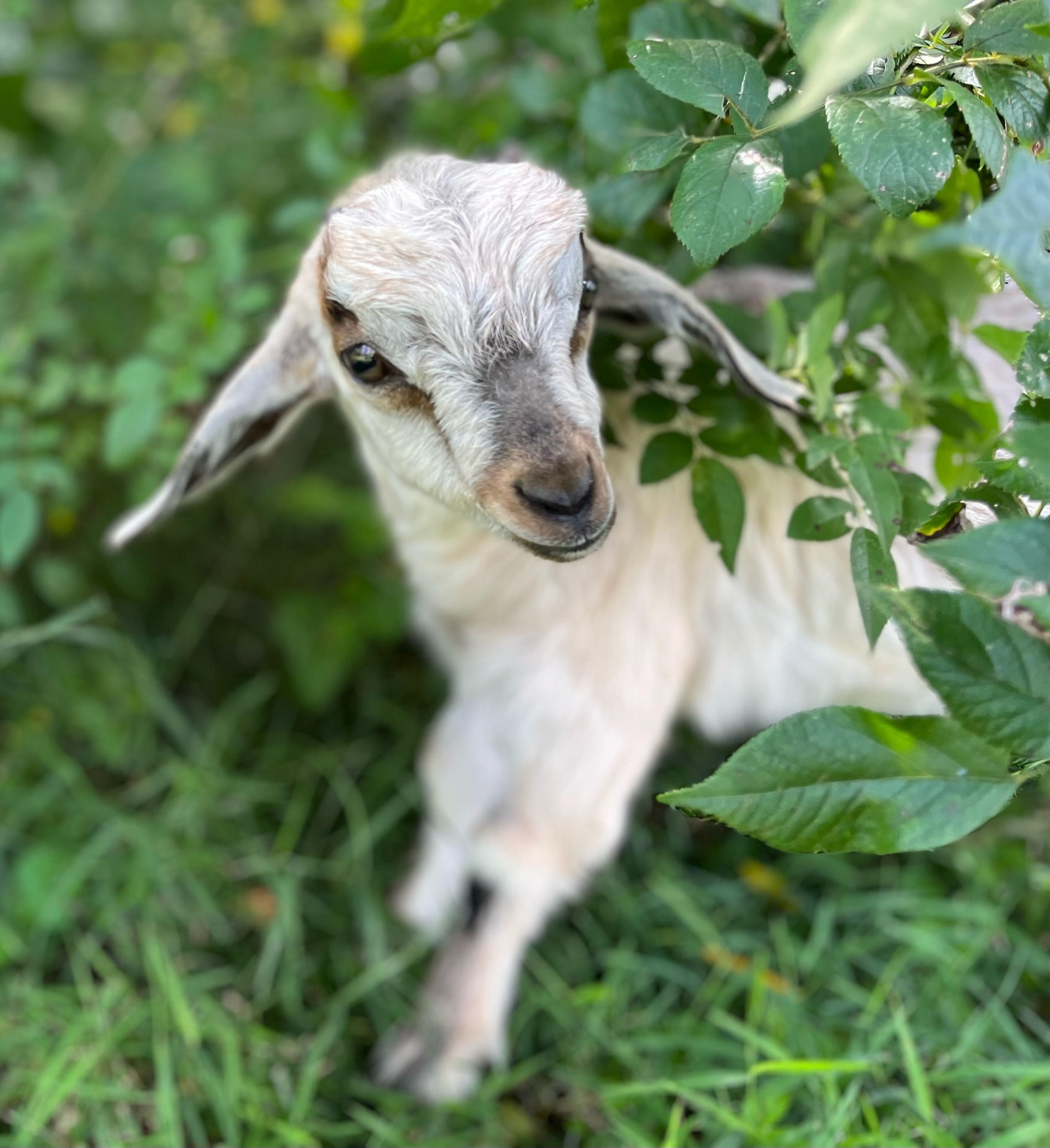 Harley Farm photo