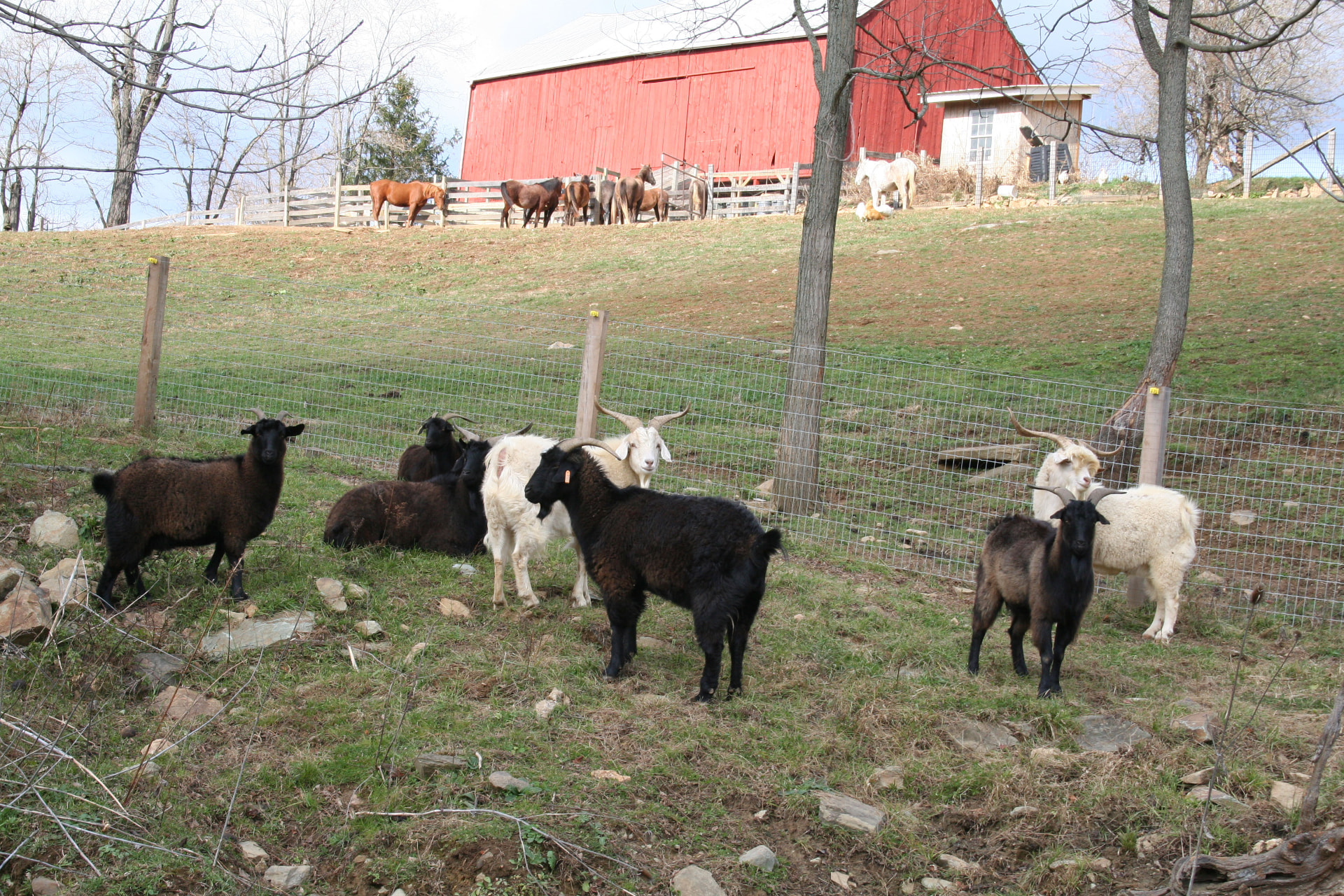 Harley Farm photo