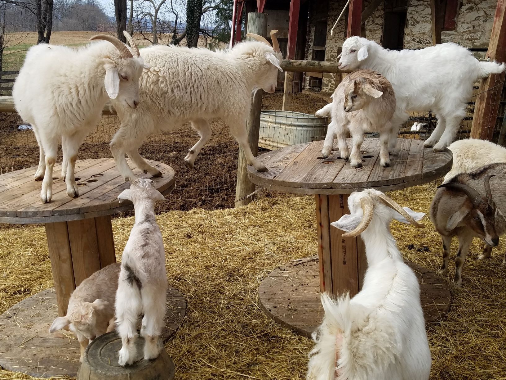 Cashmere goats climbing on wooden spools in the barnyard at Harley Farm