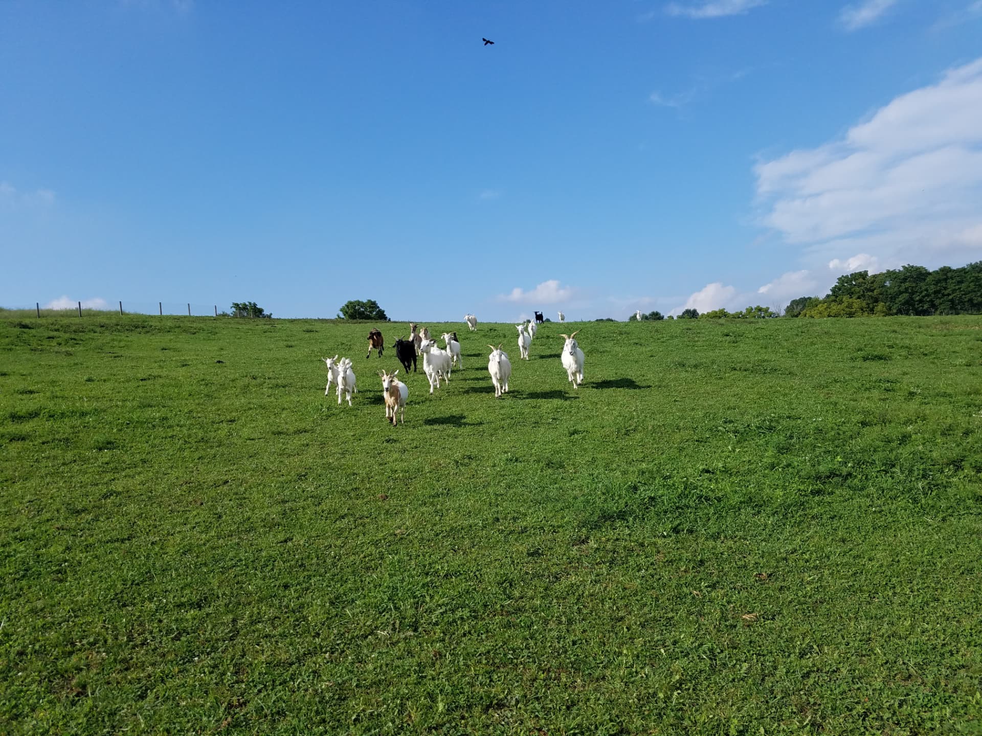 Cashmere goats crossing a green Harley Farm pasture beneath a bright blue sky