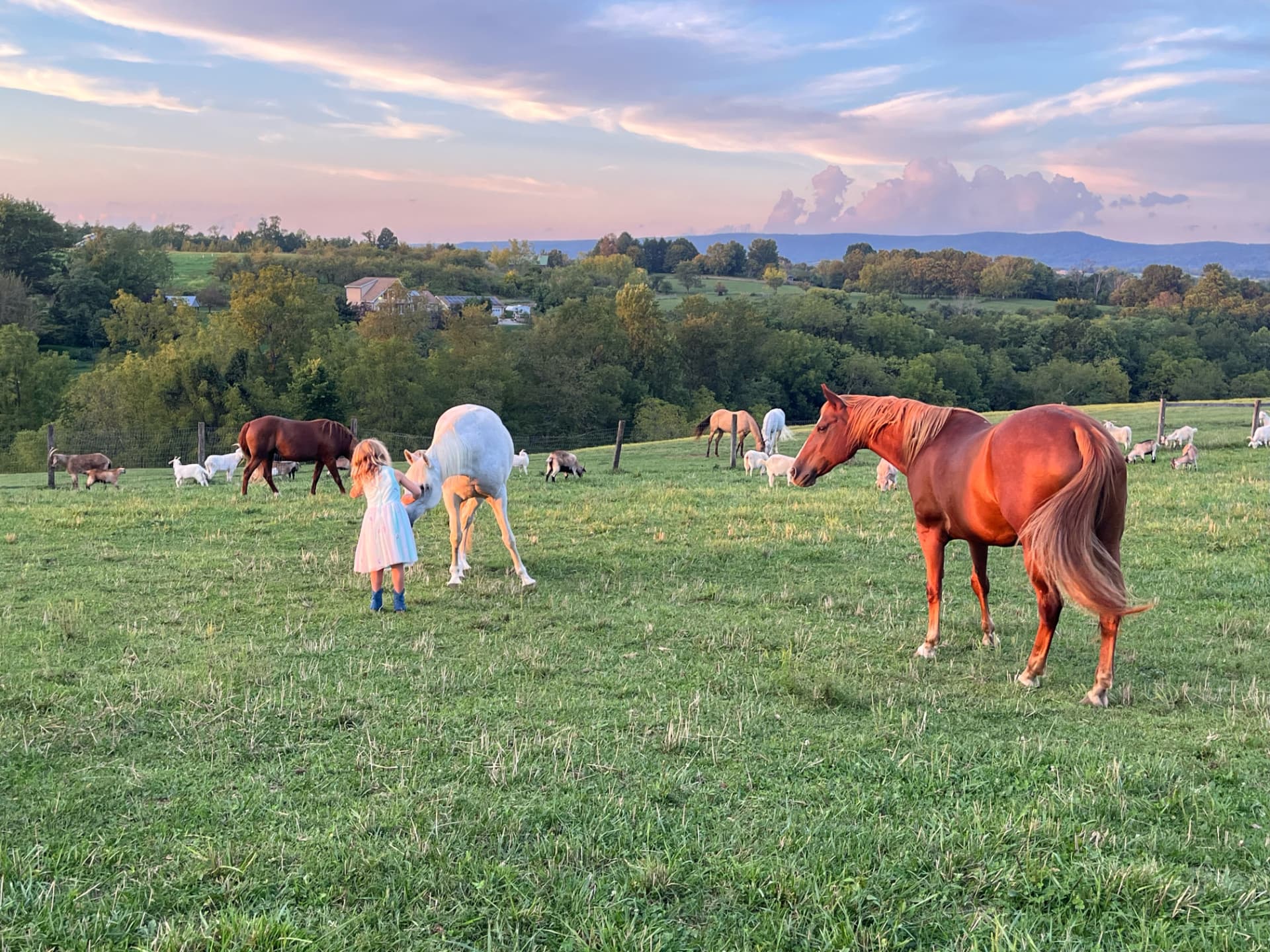 Arabian horses and Cashmere goats grazing together at Harley Farm at sunset