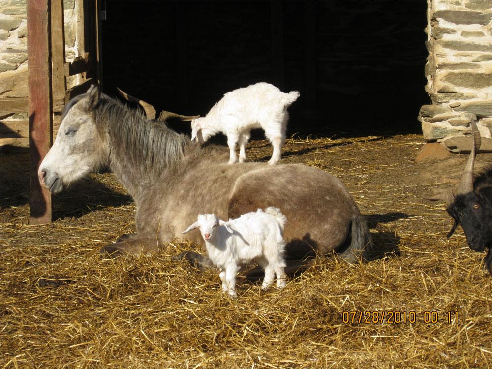 A horse resting in the barn with Cashmere goat kids at Harley Farm