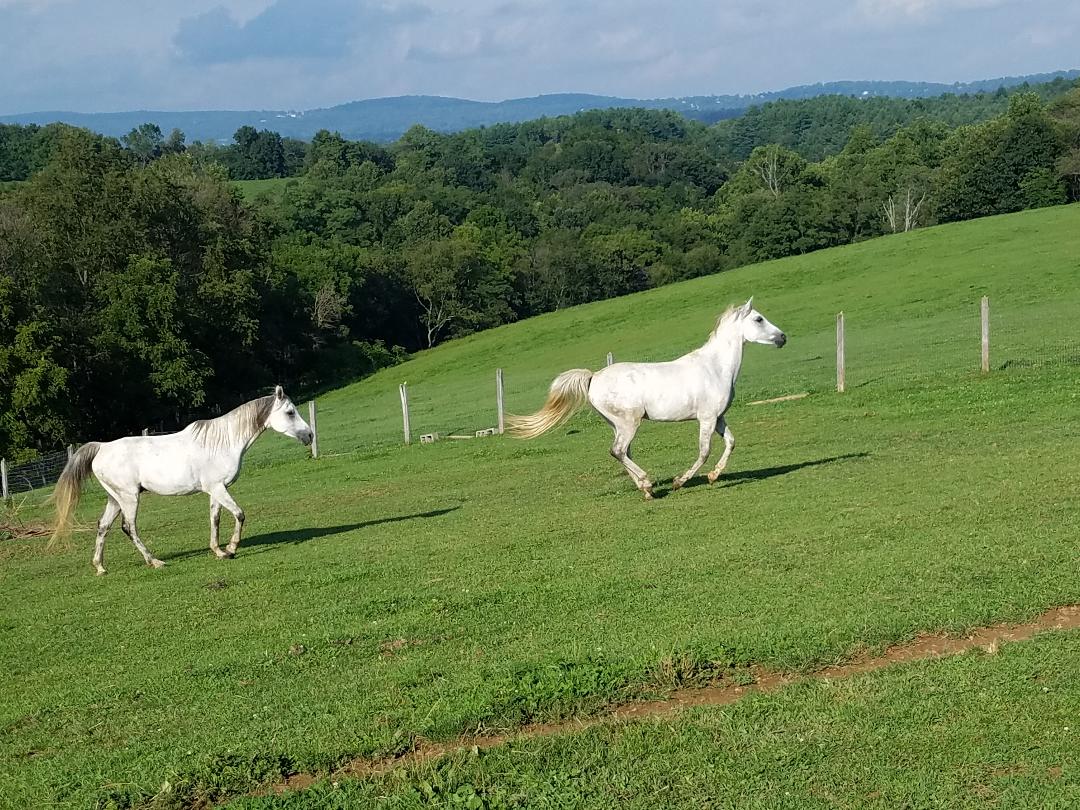 Crabbet Arabian horses running in a pasture at Harley Farm