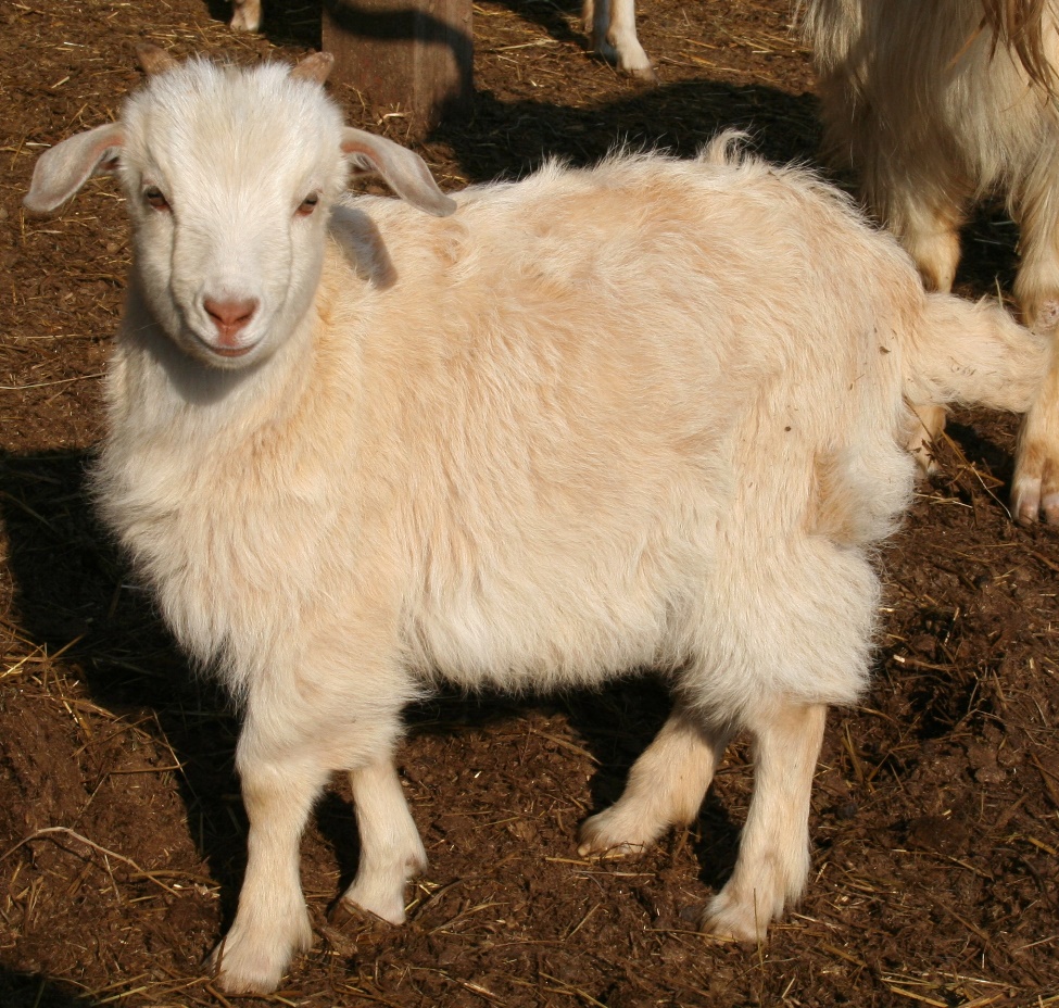 Harley Farm photo