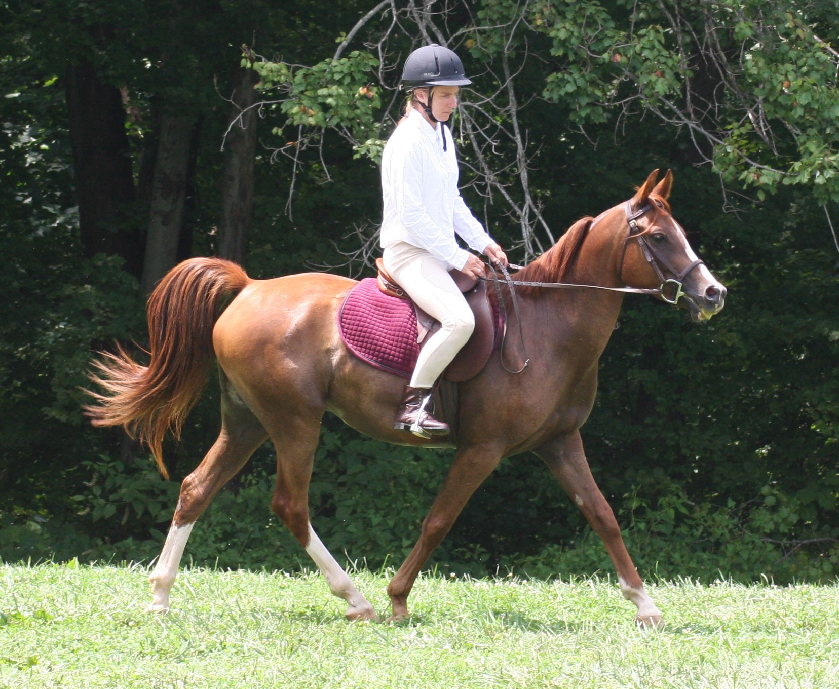 A rider on a chestnut Crabbet Arabian trotting across the grass at Harley Farm