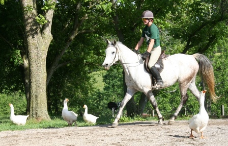 Young Orion with his friends the geese