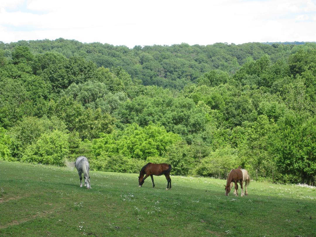 A peaceful place for your horse