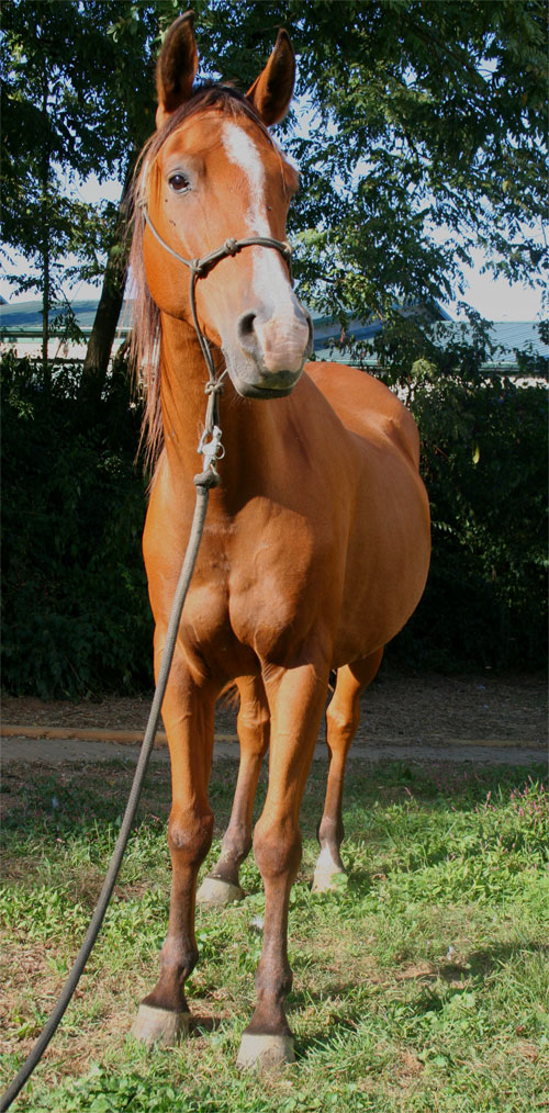 Harley Farm photo