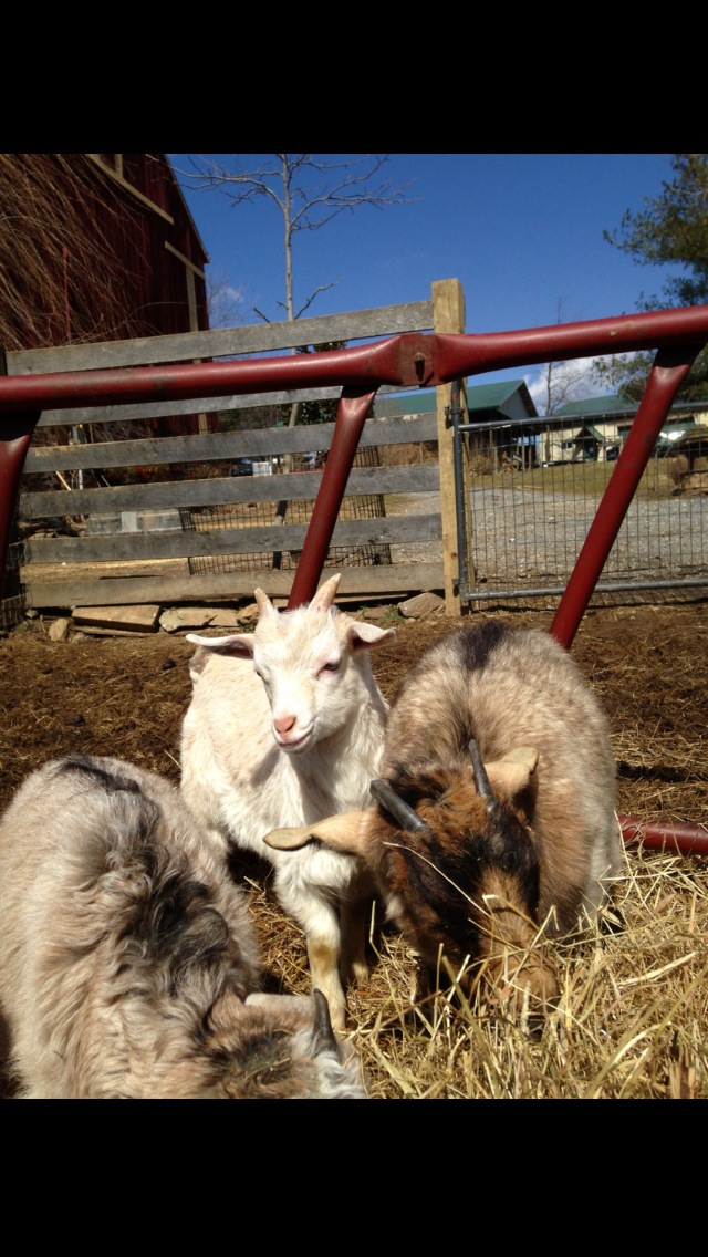 Harley Farm photo